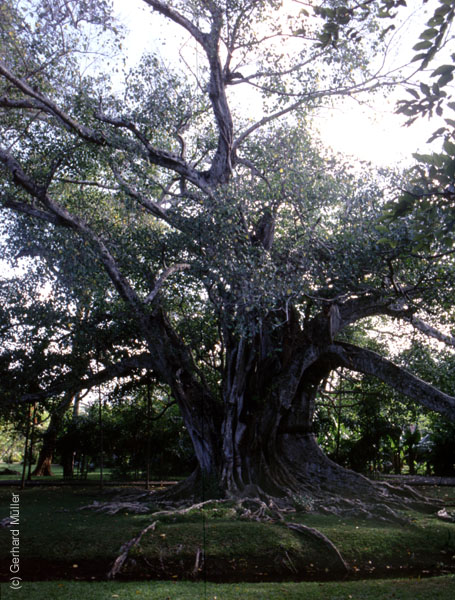Mauritius_176