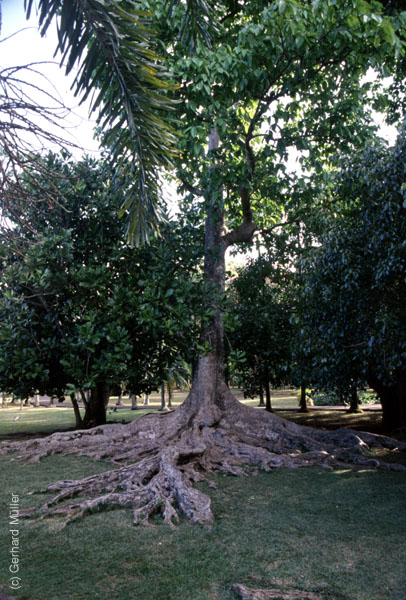 Mauritius_185
