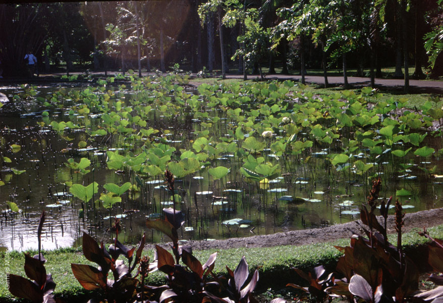 Mauritius_194