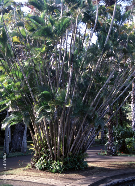 Mauritius_196
