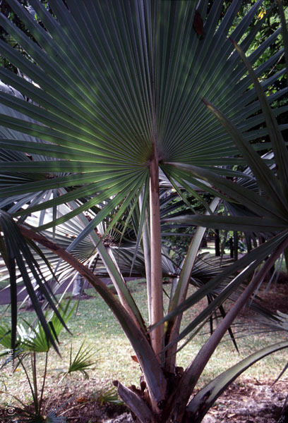 Mauritius_197