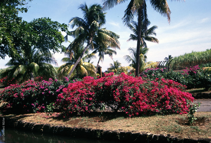 Mauritius_251