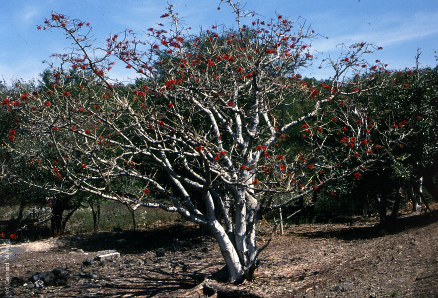 Mauritius_257