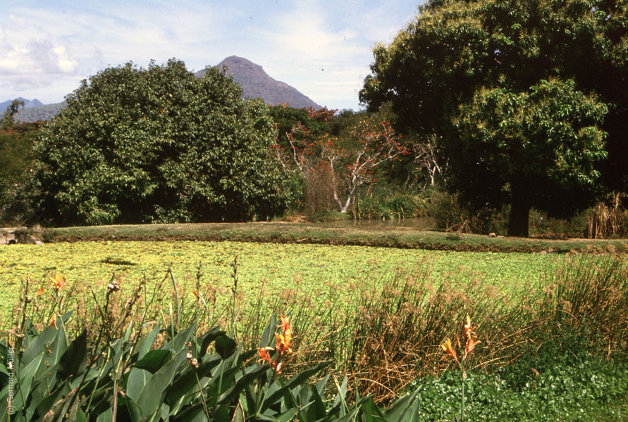 Mauritius_261