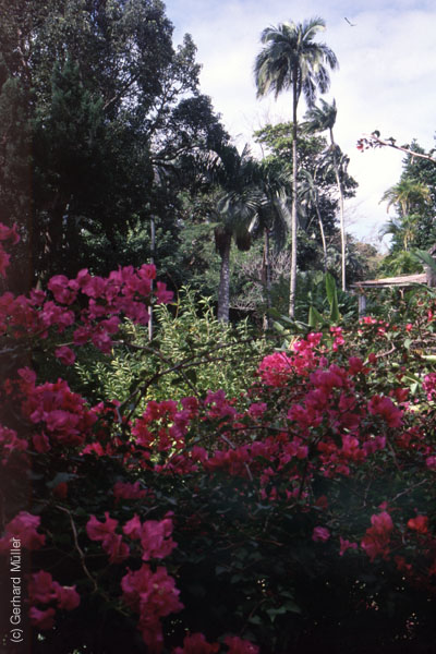 Mauritius_263