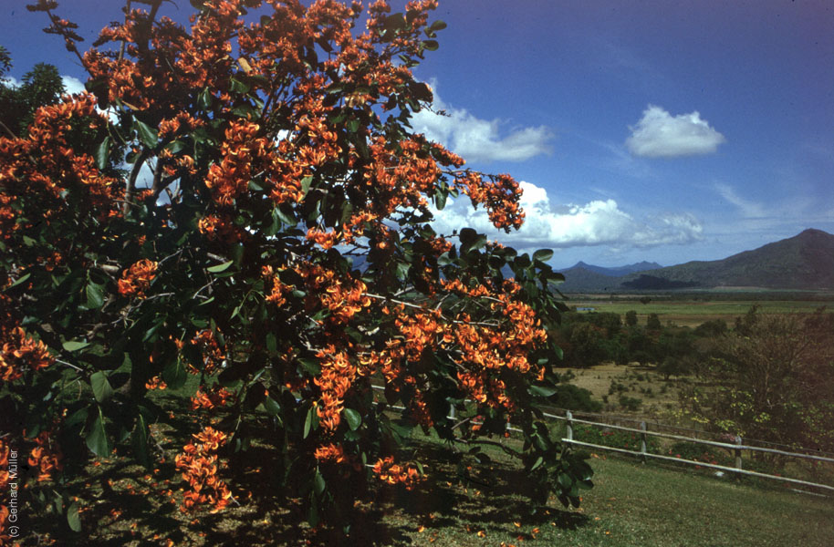 Mauritius_264