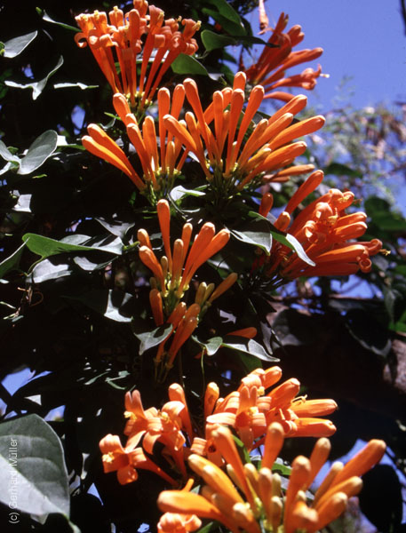 Mauritius_266