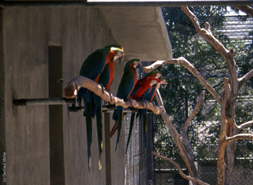 Mauritius_273