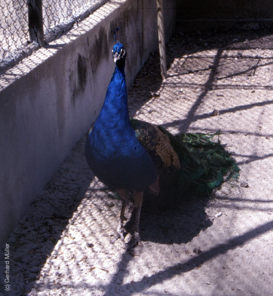 Mauritius_277