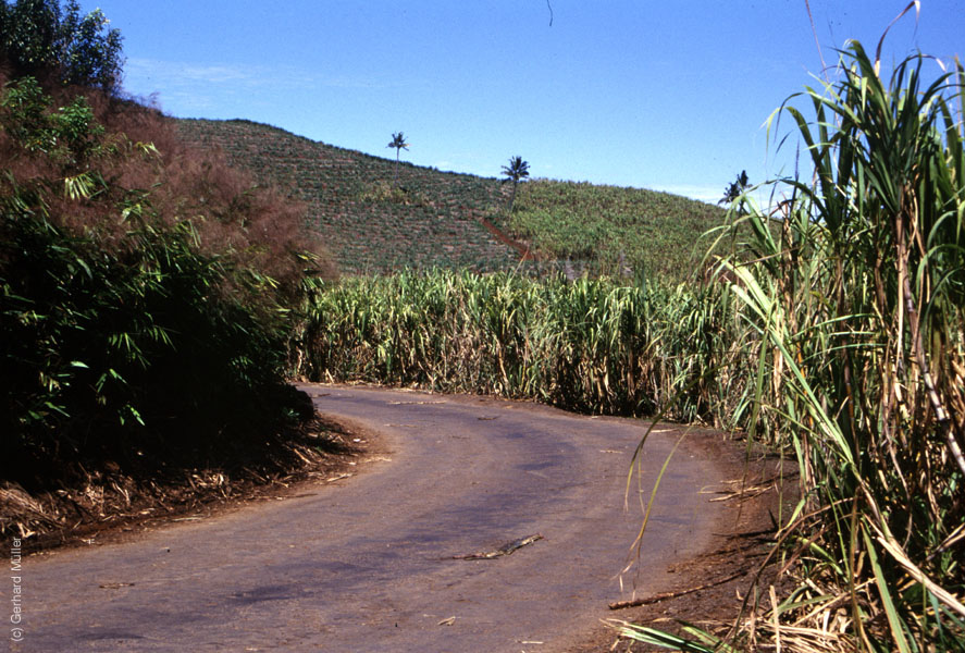 Mauritius_300