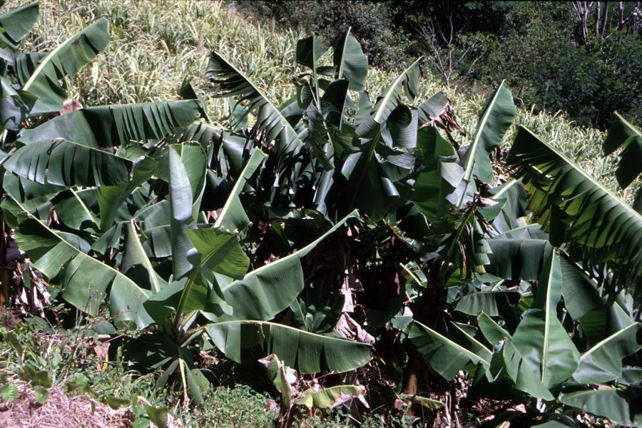 Mauritius_304