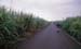 Mauritius_121