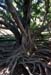 Mauritius_177