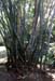 Mauritius_183
