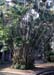 Mauritius_196