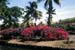 Mauritius_251