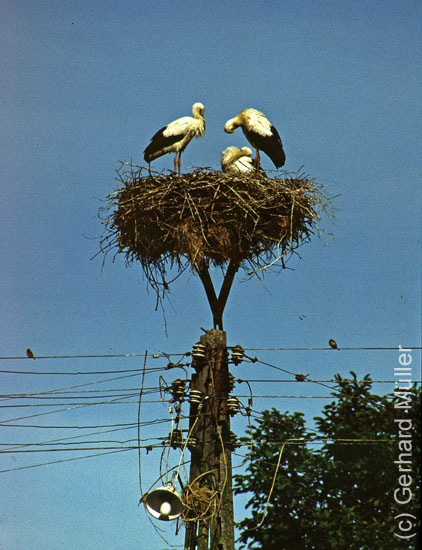 Polen1991_044