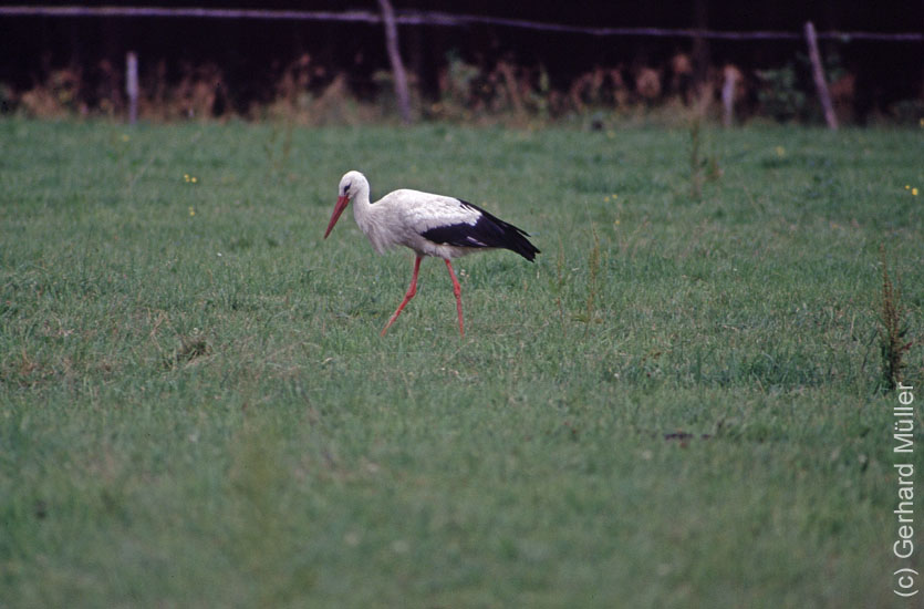 Polen1991_118