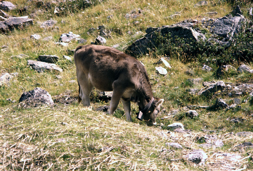 Alpen-1980_010