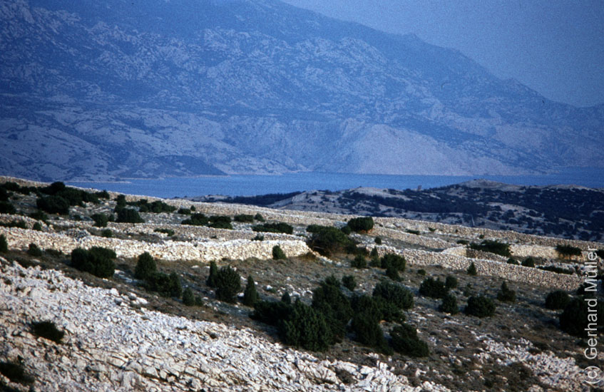 Rab1981_083