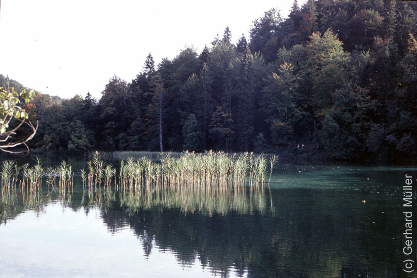 Rab1981_206