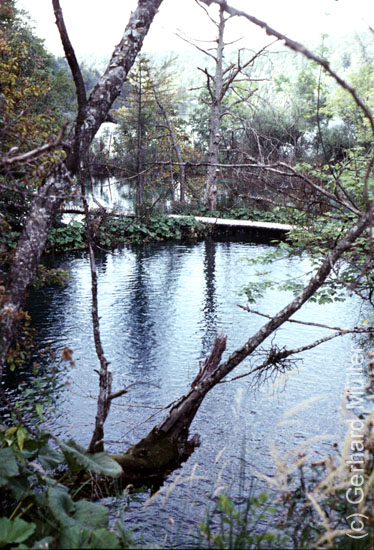 Rab1981_214
