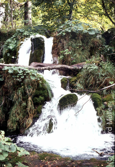Rab1981_216