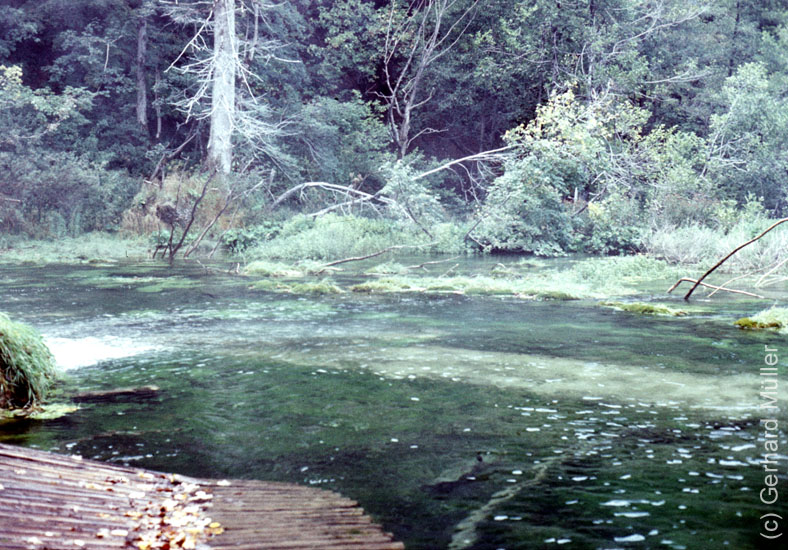 Rab1981_227