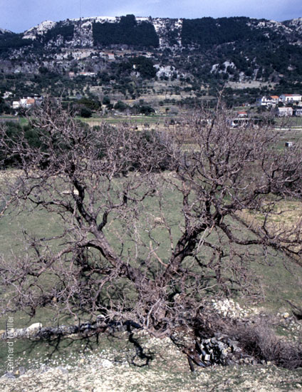 Rab-1995_008