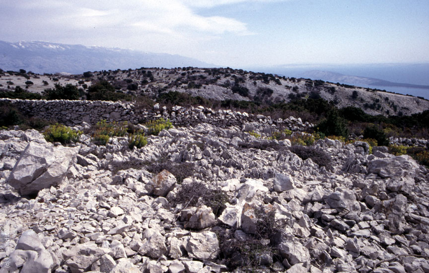 Rab-1995_014