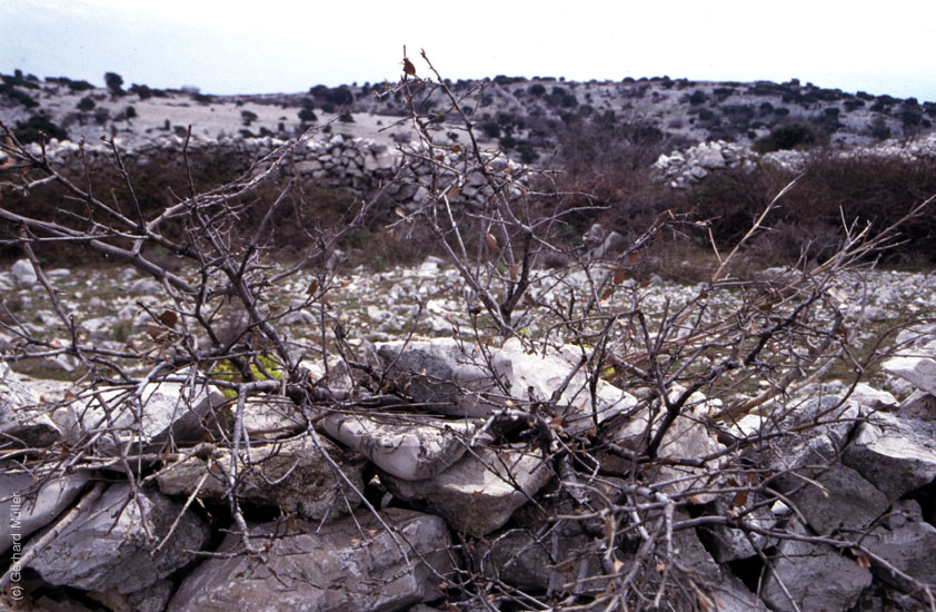 Rab-1995_019