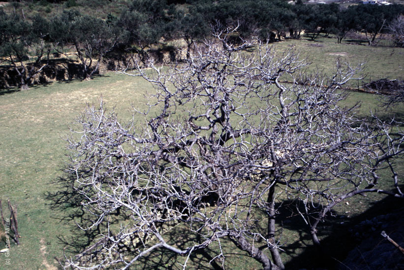 Rab-1995_029a