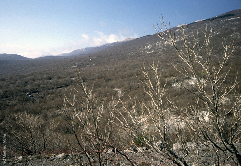 Rab-1995_068