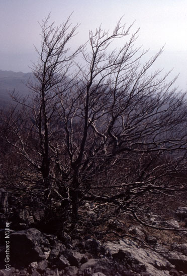 Rab-1995_073