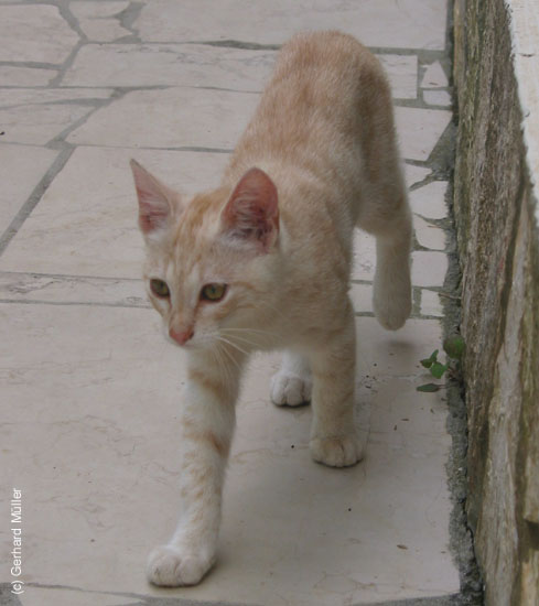 Rab2002_096