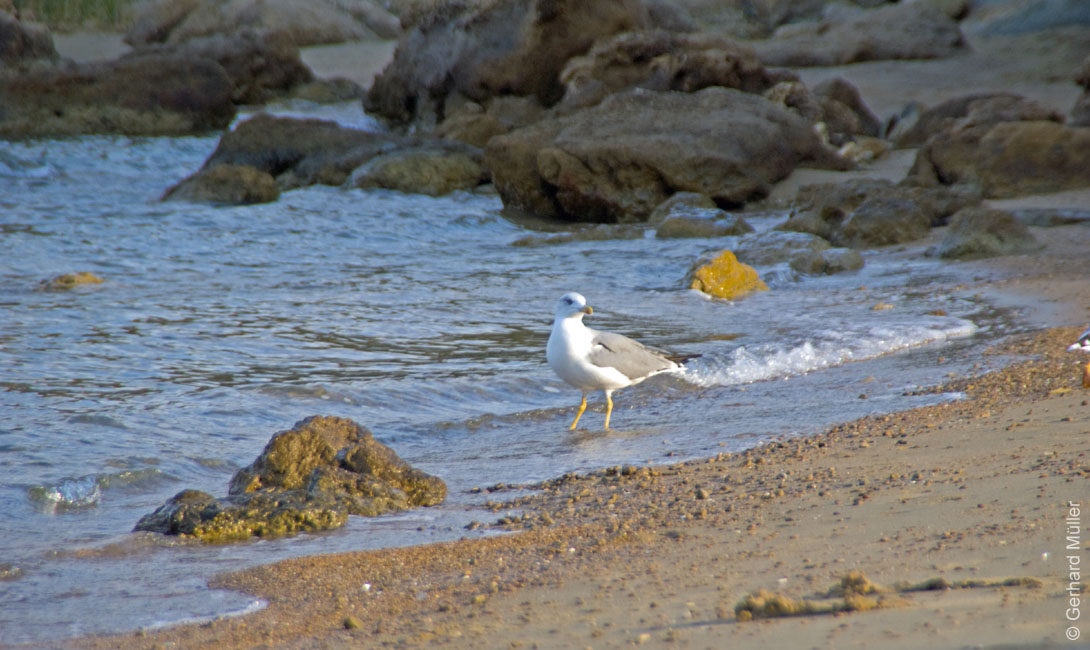 Rab 2011_01_Rab_043
