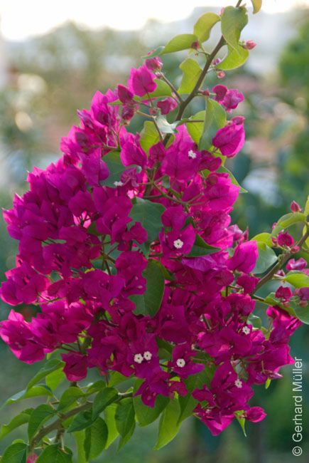 Rab 2011_01_Rab_062