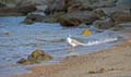 Rab 2011_01_Rab_043