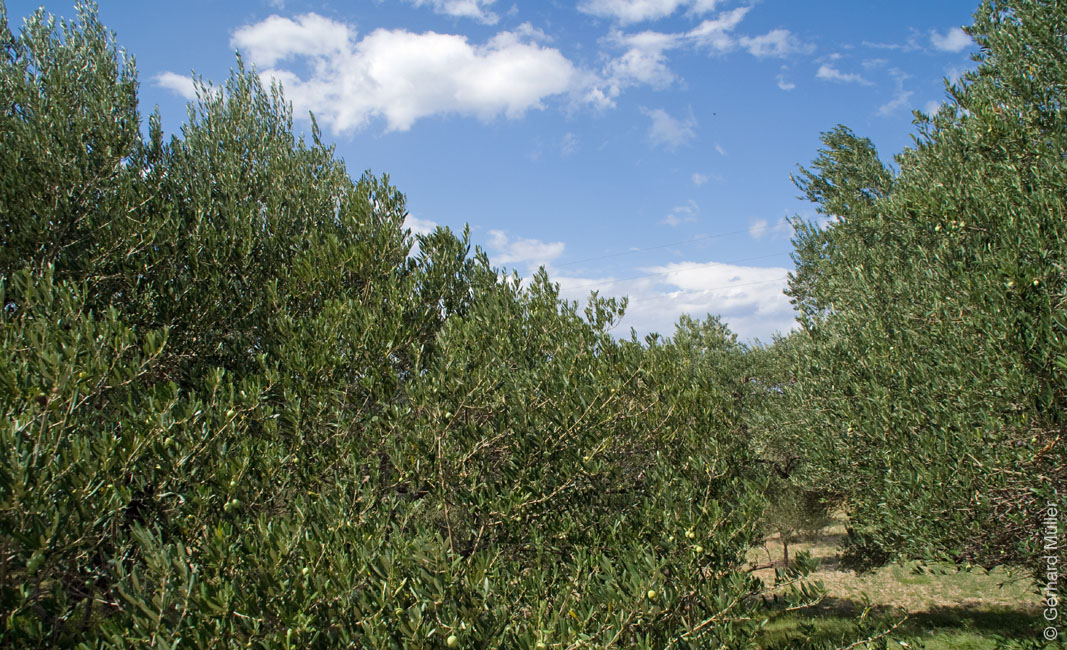 Rab 2011_02_Kamenjak_002