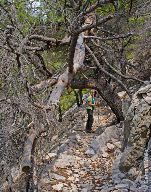 Rab 2011_02_Kamenjak_019