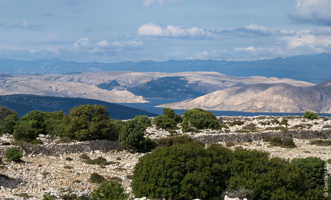Rab 2011_02_Kamenjak_038