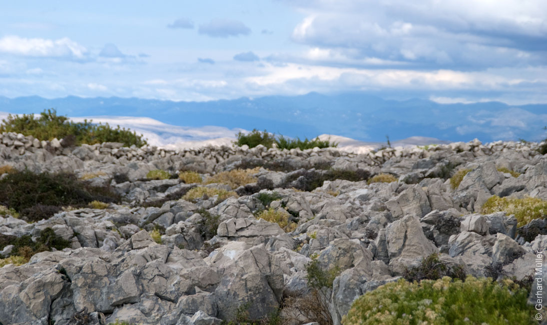 Rab 2011_02_Kamenjak_063