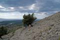 Rab 2011_02_Kamenjak_067