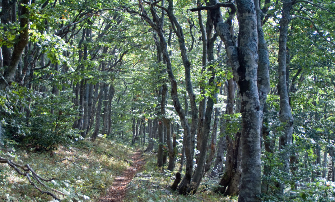 Rab 2011_03_Velebit_012