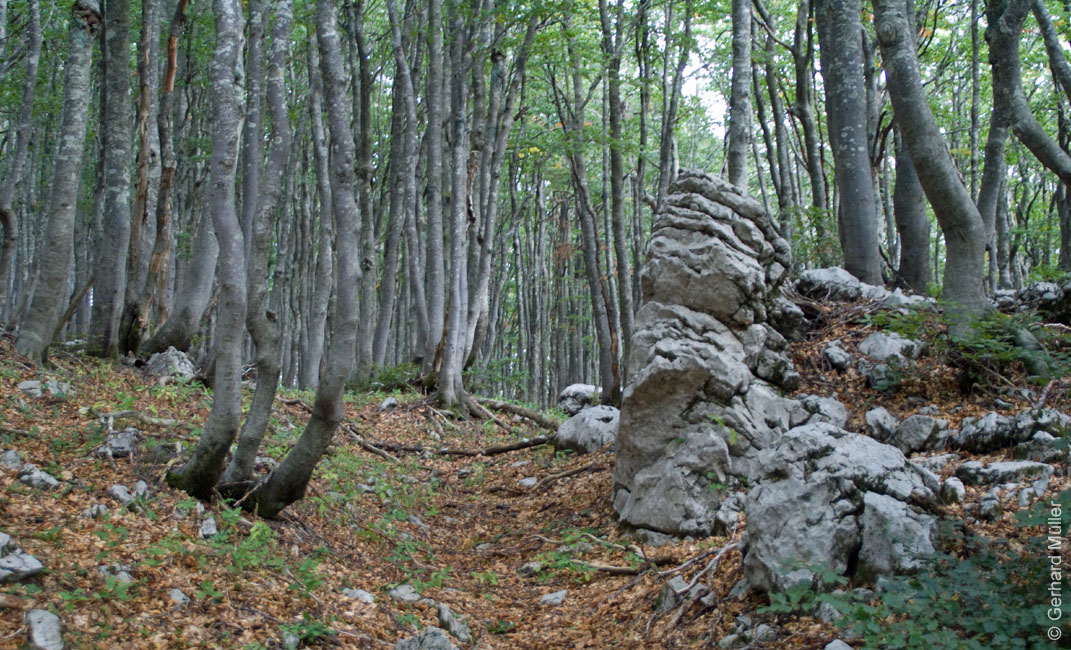 Rab 2011_03_Velebit_014