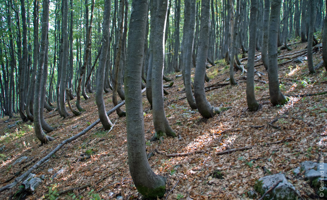 Rab 2011_03_Velebit_034