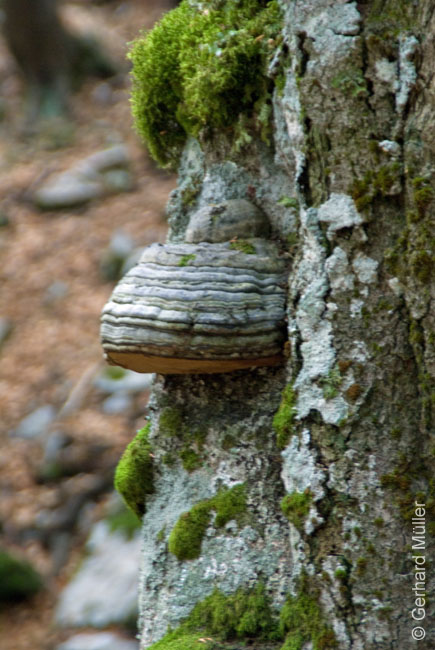 Rab 2011_03_Velebit_035