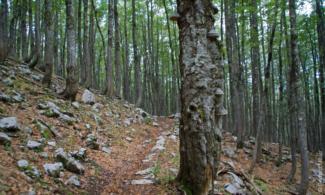 Rab 2011_03_Velebit_036