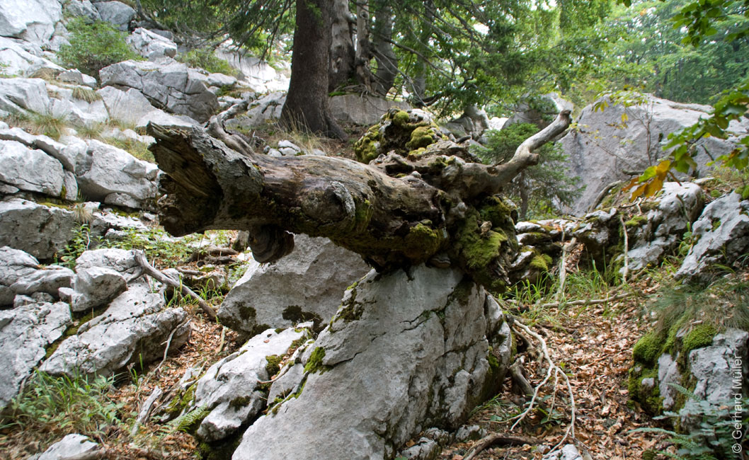 Rab 2011_03_Velebit_041