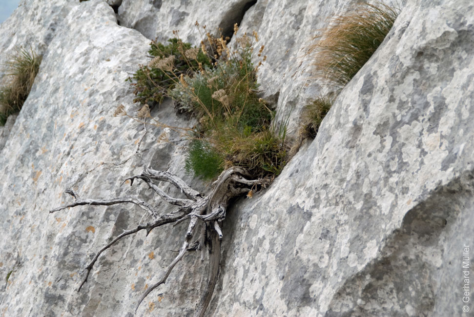 Rab 2011_03_Velebit_048